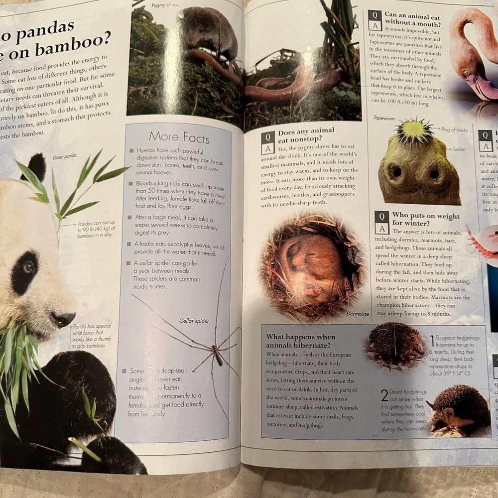 Amazing Animals Q&A- everything you never knew about the animal kingdom - Picture 9 of 10